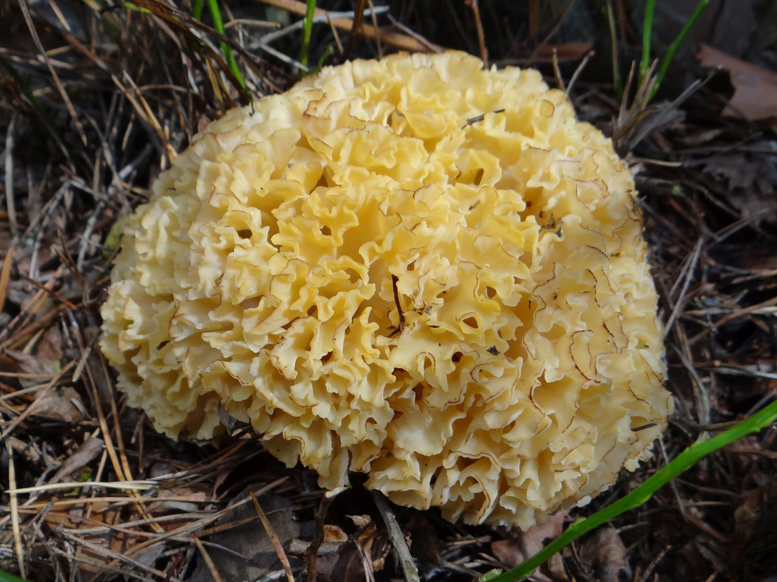 Sparassis_crispa_BMa_4
