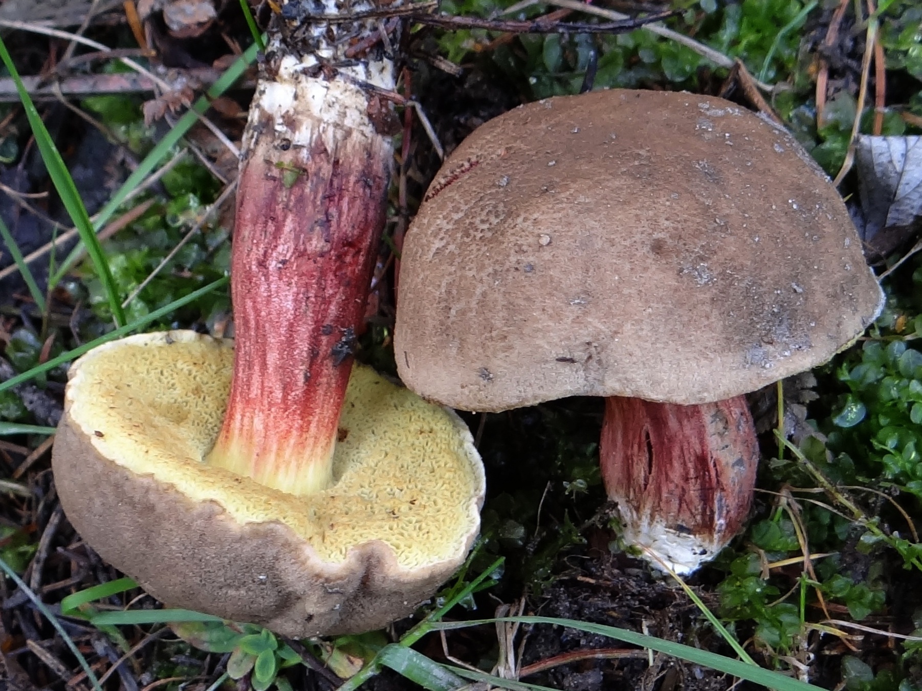 Xerocomellus_chrysenteron_G4