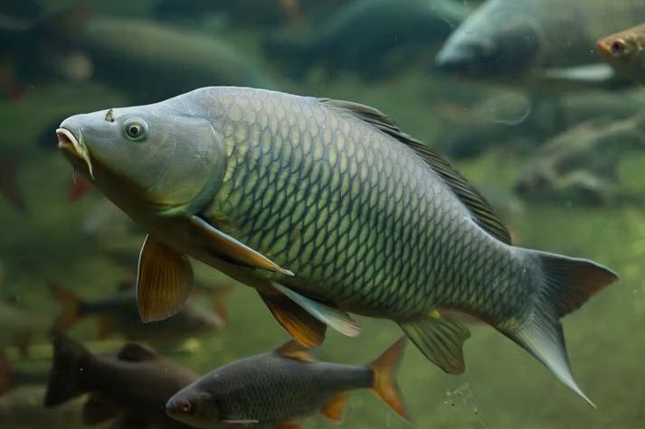 karp